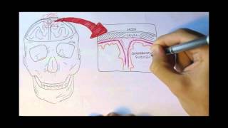 Neurology  Physiology Overview [upl. by Melisandra]