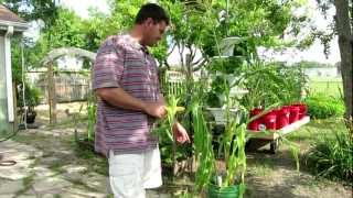 Container Corn quotGrowing Corn In 5 Gal Bucketsquot [upl. by Mcnalley]