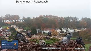 2024 11 05 Storchennest Röttenbach Guten Morgen 👍🤣🤣🤣 Mieterhauptversammlung 👍🤣🤣🤣 [upl. by Fauman]