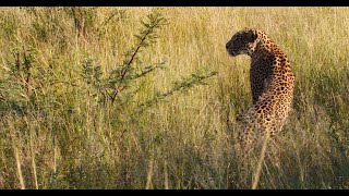 Leopard hunts impala antelope [upl. by Busey]