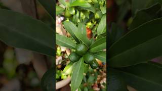 Kumquats  குட்டி ஆரஞ்சு  citrus gardening [upl. by Alexandrina373]