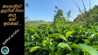 Land sale 2024  Land sale in Sri Lanka  Tea Land  ikamanlk land  Tea estate for sale [upl. by Ewer636]