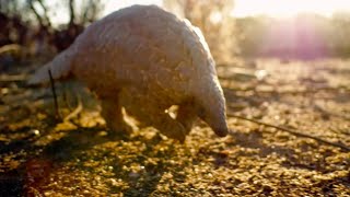 Saving a Pangolins Life  Natural World  BBC Earth [upl. by Aushoj]