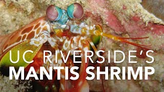 UC Riversides Mantis Shrimp [upl. by Alis]