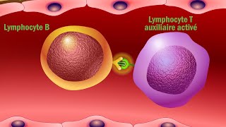 Vaccins et réponse immunitaire  Quel est le mode d’action des vaccins en français [upl. by Trevor500]