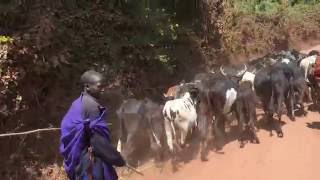 Maasai Herding Cattle in Tanzania [upl. by Wilone]