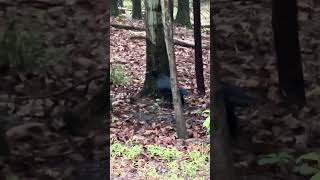 A large raven walks into the woods in the Poconos raven birds wildlife shorts poconos [upl. by Aufa]