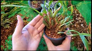 Maxillaria variabilis  Lets divide and Repot [upl. by Paehpos912]