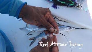 How To Rig A Ballyhoo Halfbeak For Trolling [upl. by Isadore718]