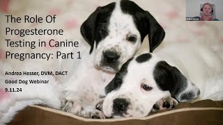 Dr Andrea Hesser discusses progesterone testing in breeding dogs [upl. by Analat]