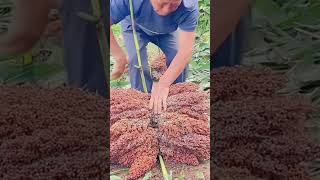 Sorghum ear bundling process [upl. by Arno]