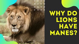 Why do lions have manes [upl. by Enela]