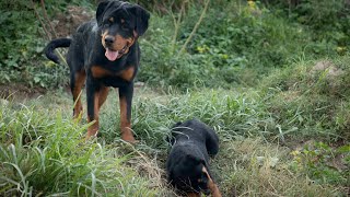 Puppies chewing on sticks [upl. by Maxia]