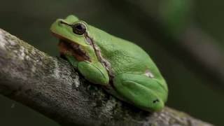 Laubfrosch im Gebüsch u nachts rufend  Tree frog calling at night [upl. by Salene760]