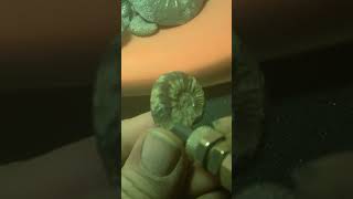 Pyrite Ammonite [upl. by Nivri]