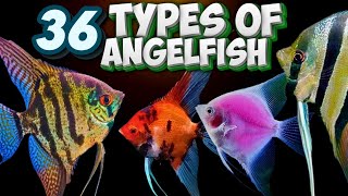 36 Different Types of Angelfish You Should Know About Pterophyllum [upl. by Carola617]