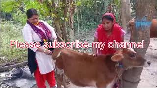 lampi skin disease please share like subscribe my channel [upl. by Kind964]