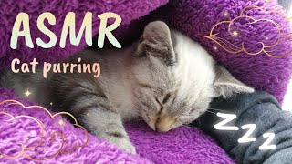 ASMR Kitten purring  ASMR for relaxation n°1 🐱💤 [upl. by Ailaro40]