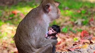 Baby monkey released [upl. by Onairpic499]