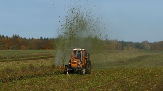 FIAT 800 TURBO Topping Sugar Beets Without Shields  Sugar Beet Harvest 2024  Zuckerrübenernte 2024 [upl. by Maryjane818]