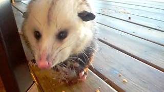 possum eating chicken [upl. by Higgs]