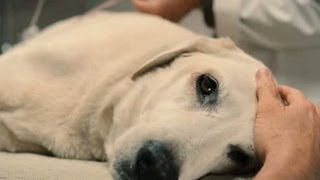 Top 10 Saddest Animal Deaths in Movies [upl. by Othilie]