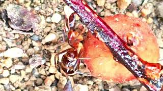 unbelievable ANts Speciesthe great life of ants in the worlds Insectopedia123 [upl. by Neyud565]