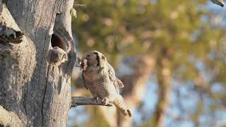 FINLAND – Land of the OWLS  Nesting Hawk Owl in KUUSAMO [upl. by Enitsej794]