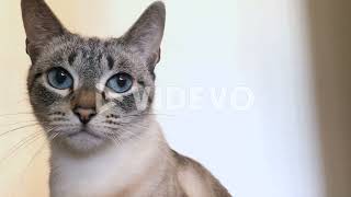 The Best of Adorable Animals in 4K [upl. by Donatelli]