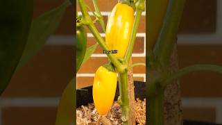 Growing Super Sweet Snack Peppers from Seed to Harvest [upl. by Julina244]