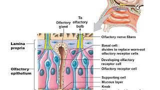 Lecture 3 General Senses Olfaction and Taste [upl. by Clancy346]