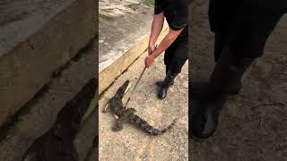 Pound Of small crocodile 🐊 trending viralvideo crocodile crocodilefarm funnypet fyp [upl. by Mclaughlin711]