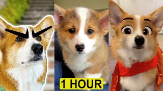 Ultimate Hammy amp Olivia TikTok Videos 2022  New Hammy and Olivia Corgi Funny TikToks Mashup [upl. by Ecertal158]