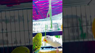 Budgies 🐦 Attack 😎 shorts youtube ytshorts youtubeshorts trending new innifm [upl. by Kenlay]