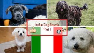 Italian Dog Breeds Part 1 [upl. by Atinrev523]