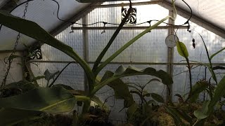 Nepenthes Rajah flowering after 20 Years Flower Greenhouse [upl. by Ennaitsirhc867]