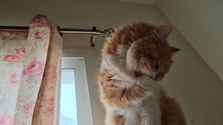 OUR PET OLIVE MORNING ROUTINE [upl. by Flemings]