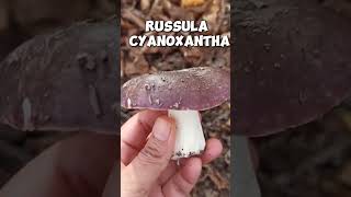 Russula cyanoxantha [upl. by Cherise]