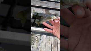 I caught this little guy on a bare hook 🤣 fishing fish memes [upl. by Narej]