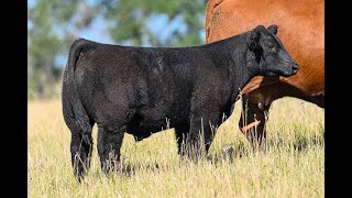 Reimann Pasture Sale 2024  Tag 24 [upl. by Bruyn997]