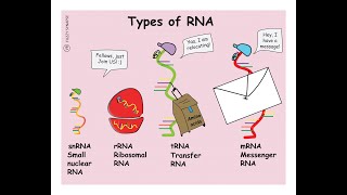 Notes on the Types of RNA amp their Functions Messenger transfer Ribosomal MicroRNA Small nuclear [upl. by Seligman]