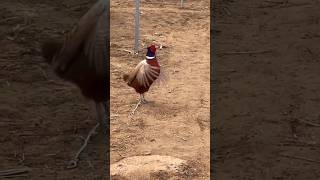 Por isso o Faisão Coleira só vive preso shorts aves animais natureza sitio roça bahia [upl. by Obie]