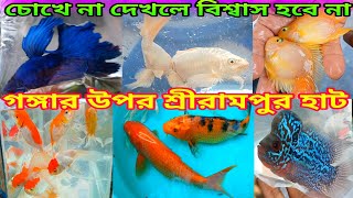 ছোটো বড়ো রঙিন মাছ শ্রীরামপুরের হাটে 🐟  Recent Week All Aquarium Fish Price  Serampore Pet Market [upl. by O'Donovan]