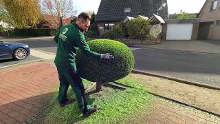 PERFECTLY Trimming a Topiary Thuja SHAPING [upl. by Leiso729]