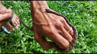 The cat eyed snake [upl. by Ludwig363]