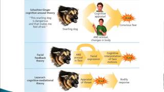 Psychology 101 Theories of Emotion [upl. by Novej]