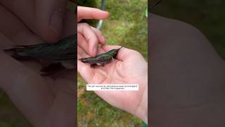 This girl rescued an abandoned weak hummingbird and then this happened animalshorts [upl. by Arsi]