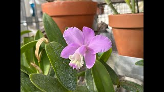 Cattleya loddigesii amp quotwalkerianaquot [upl. by Bloom717]