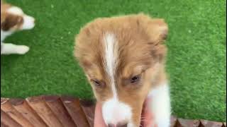 🐶 Australische herdershond 🐶 reu 🐶 PUP ID 006099610 🐶 [upl. by Aday]