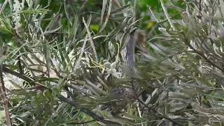 Little Wattlebird Hervey Bay Qld [upl. by Yrdua156]